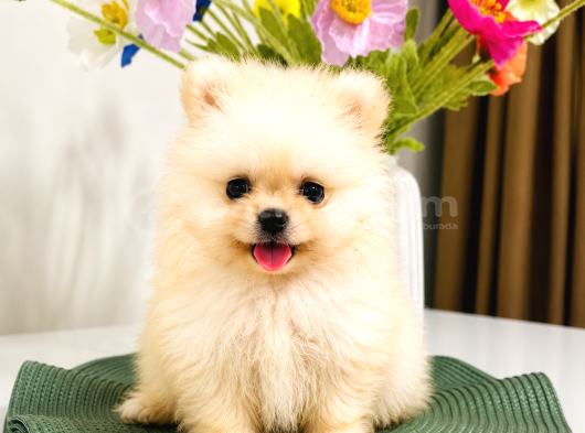 Safkan Pomeranian Boo Dişi Yavru  Sağlık Garantili