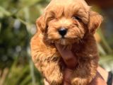 Mini Maltipoo Yavrular