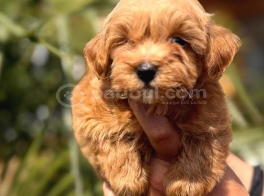 Mini Maltipoo Yavrular görsel
