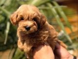 Mini Maltipoo Yavrular
