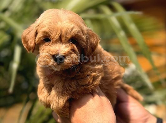Mini Maltipoo Yavrular