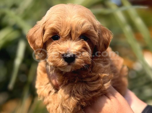 Mini Maltipoo Yavrular görsel