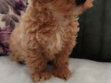 Müthi̇ş Güzelli̇kte Uygun Rakamlara Orji̇nal Malti̇poo Yavrular