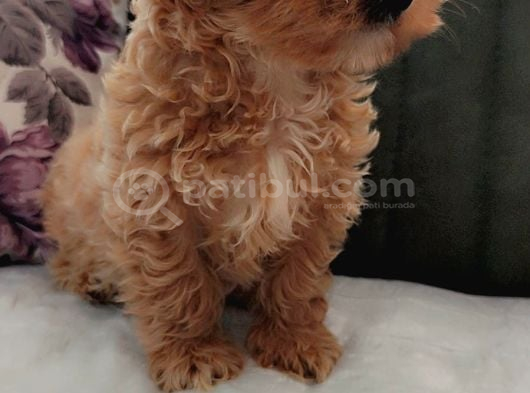 Müthi̇ş Güzelli̇kte Uygun Rakamlara Orji̇nal Malti̇poo Yavrular görsel