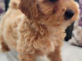 Müthi̇ş Güzelli̇kte Uygun Rakamlara Orji̇nal Malti̇poo Yavrular