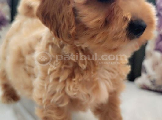 Müthi̇ş Güzelli̇kte Uygun Rakamlara Orji̇nal Malti̇poo Yavrular görsel