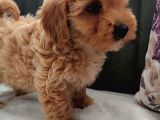 Müthi̇ş Güzelli̇kte Uygun Rakamlara Orji̇nal Malti̇poo Yavrular