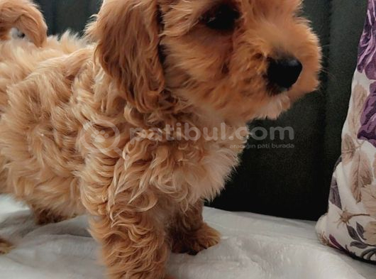 Müthi̇ş Güzelli̇kte Uygun Rakamlara Orji̇nal Malti̇poo Yavrular görsel