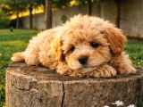Müthi̇ş Güzelli̇kte Uygun Rakamlara Orji̇nal Malti̇poo Yavrular