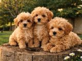 Müthi̇ş Güzelli̇kte Uygun Rakamlara Orji̇nal Malti̇poo Yavrular