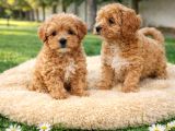 Müthi̇ş Güzelli̇kte Uygun Rakamlara Orji̇nal Malti̇poo Yavrular