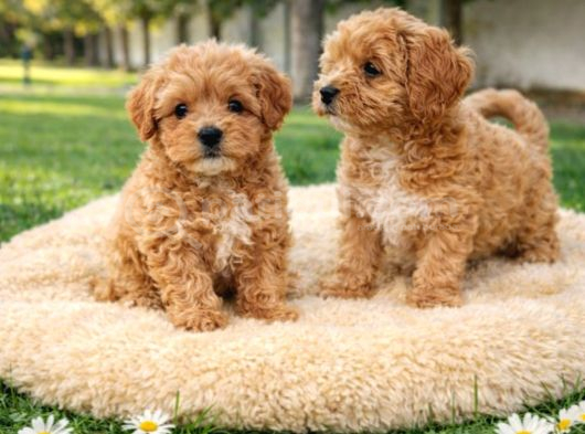 Müthi̇ş Güzelli̇kte Uygun Rakamlara Orji̇nal Malti̇poo Yavrular