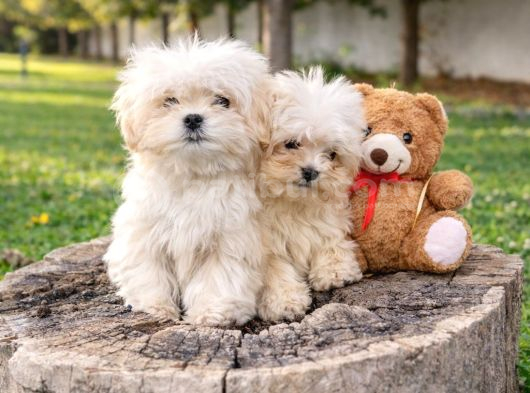Müthi̇ş Güzelli̇kte Uygun Rakamlara Orji̇nal Malti̇poo Yavrular görsel
