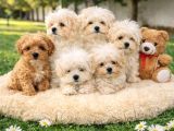 Müthi̇ş Güzelli̇kte Uygun Rakamlara Orji̇nal Malti̇poo Yavrular
