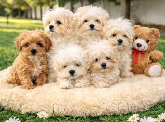 Müthi̇ş Güzelli̇kte Uygun Rakamlara Orji̇nal Malti̇poo Yavrular görsel