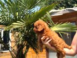 Red Toy Poodle Yavrular