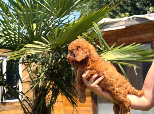 Red Toy Poodle Yavrular görsel