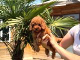 Red Toy Poodle Yavrular