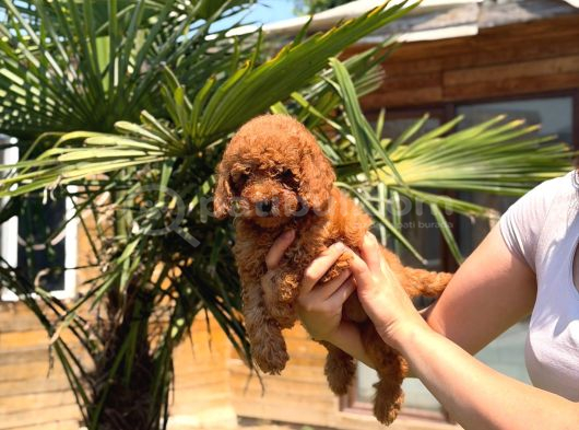 Red Toy Poodle Yavrular görsel