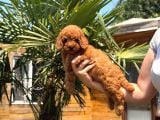 Red Toy Poodle Yavrular