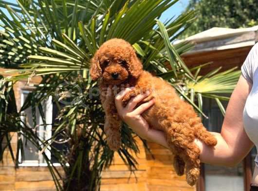Red Toy Poodle Yavrular