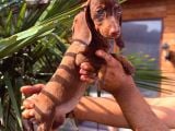 Her Renk Dachshund Sosis Yavrular