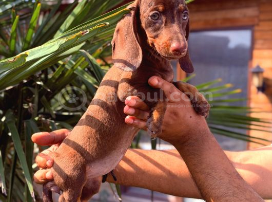 Her Renk Dachshund Sosis Yavrular