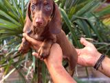 Her Renk Dachshund Sosis Yavrular