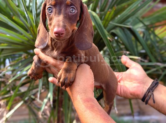 Her Renk Dachshund Sosis Yavrular görsel