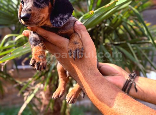 Her Renk Dachshund Sosis Yavrular görsel
