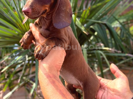 Her Renk Dachshund Sosis Yavrular görsel