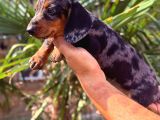 Her Renk Dachshund Sosis Yavrular