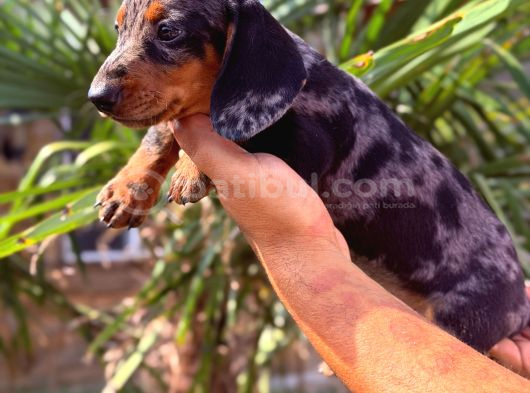 Her Renk Dachshund Sosis Yavrular görsel