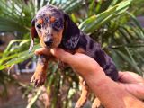Her Renk Dachshund Sosis Yavrular