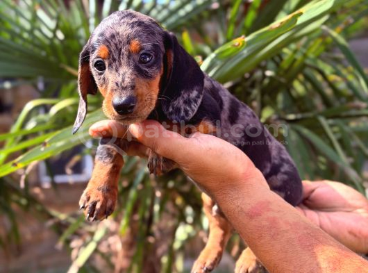 Her Renk Dachshund Sosis Yavrular görsel