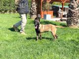 Eğitimli Belçika Malinois