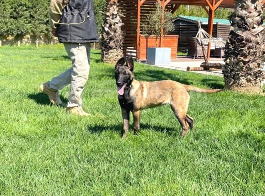 Eğitimli Belçika Malinois görsel