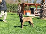 Eğitimli Belçika Malinois