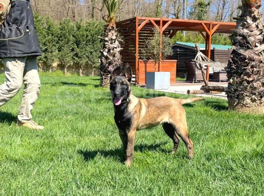 Eğitimli Belçika Malinois görsel