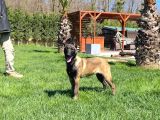 Eğitimli Belçika Malinois