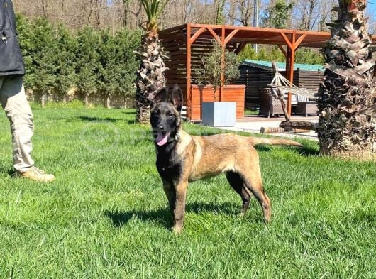 Eğitimli Belçika Malinois görsel