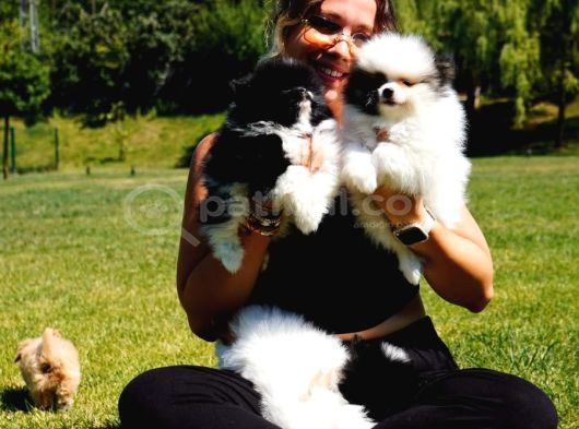Eği̇ti̇mli̇ Pomerani̇an Boo Yavrulari görsel