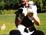 Eği̇ti̇mli̇ Pomerani̇an Boo Yavrulari