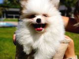 Ruhsatli̇ Çi̇fli̇kten Pomerani̇an Boo Yavrulari