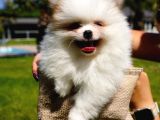 Ruhsatli̇ Çi̇fli̇kten Pomerani̇an Boo Yavrulari