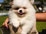 Ruhsatli̇ Çi̇fli̇kten Pomerani̇an Boo Yavrulari