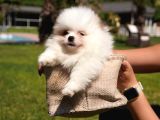 Ruhsatli̇ Çi̇fli̇kten Pomerani̇an Boo Yavrulari