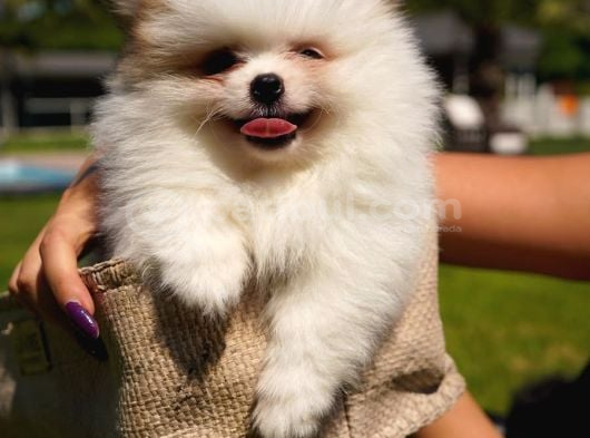Ruhsatli̇ Çi̇fli̇kten Pomerani̇an Boo Yavrulari görsel