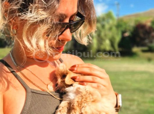 Ruhsatli̇ Çi̇fli̇kten Malti̇poo Yavrulari̇ görsel