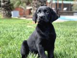 Orji̇nal Ust Kali̇te Labrador Retri̇ever Yavrulari